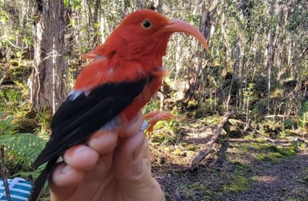 One of the Oldest Iiwi Ever Discovered and Re Released on Big Island